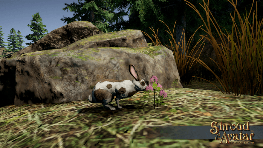 A white and brown rabbit sniffs a patch of purple clover on a rocky hill.