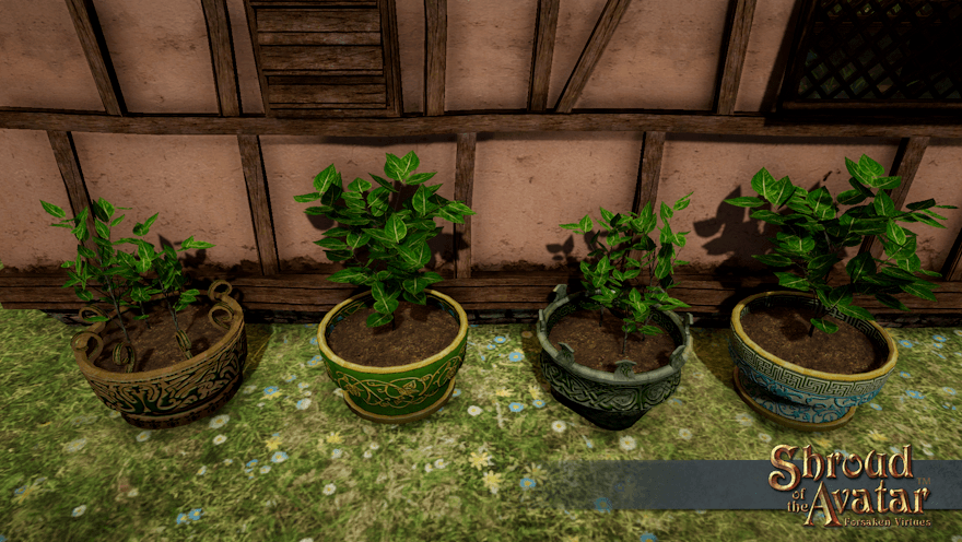 Four assorted fancy planting pots, filled with immature and mature tea plants, sit in the sun in the back yard of a Citizen Founder house.